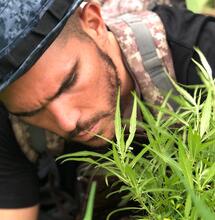 Cultivador colombiano. Foto Melaniev5, CC BY-SA 4.0, via Wikimedia Commons.