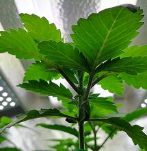 Coltivare cannabis indoor con kit di lampade a LED ampliabile