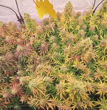 Coltivare V1 con LED SANlight Q6W-Generation2