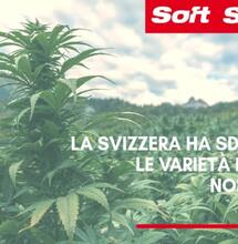 Svizzera: via libera alla coltivazione di canapa al di fuori delle varietà del catalogo europeo