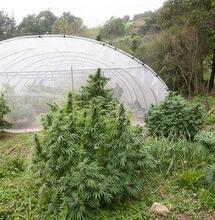 Coltivazione outdoor