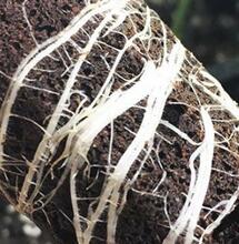 Come clonare la cannabis