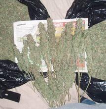 Come raccogliere e far essiccare le piante di cannabis all’aperto