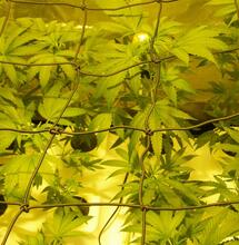 Come sorreggere le piante di cannabis coltivate indoor