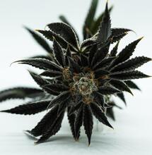 The Top 7 Most Common Mistakes in Growing Marijuana