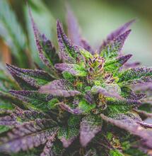 The Top 7 Most Common Mistakes in Growing Marijuana