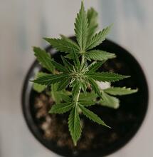 Ecuación para una raíz de marihuana feliz en maceta