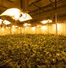 ¿Cómo elegir una carpa de cultivo de cannabis?