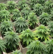 ¿Cómo hacer SOG en carpa de cultivo de marihuana? Foto: Daisy Nabis.