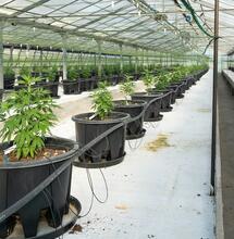 Cómo hacer transplante de cannabis.