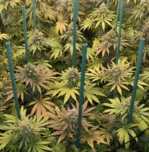 Limpieza de la sala de cultivo interior de marihuana al detalle.