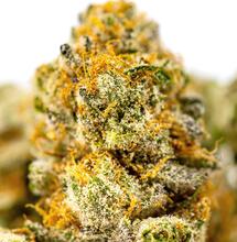 Cómo y cuándo cosechar marihuana