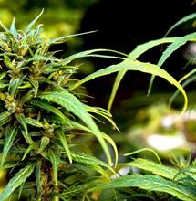 ¿Cómo Cultivar Marihuana en Exterior? Consejos y Beneficios