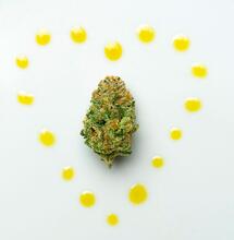 Cómo-hacer-aceite-de-CBD