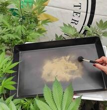 Tricomas dorados de kief recolectados en bandeja.