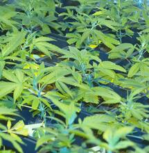 Como montar un indoor