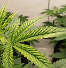 Nanofertilizantes de hierro en cannabis