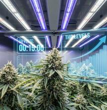 UV-B y la síntesis de THC: Lecciones de fotobiología