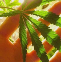 Conoscenza analitica: cosa contiene la cannabis che consumiamo?