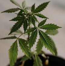 Consejos básicos para cultivo de marihuana.