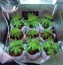 Nueve consejos prácticos para cultivar marihuana