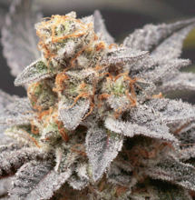 Cómo conservar semillas o hacer clones de cannabis.