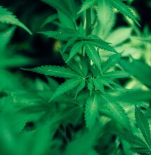 Considerazioni pratiche nella somministrazione ed i dosaggi della cannabis terapeutica