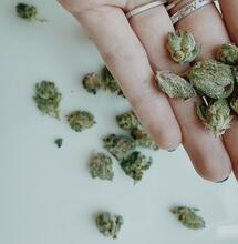 Uso racional del cannabis.