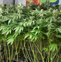 El riego óptimo: la clave del éxito en el cultivo de marihuana