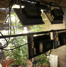 Prepara cultivo indoor de marihuana desmontable.