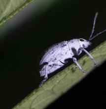 Control de plagas en el cultivo de marihuana