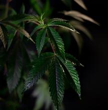 cannabis plant under LED grow light