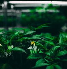 ¿Qué hacer si se corta la luz en el cultivo de marihuana indoor?