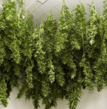 Cómo y cuándo regar la planta de Marihuana antes de la cosecha de cannabis