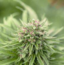 Técnicas para cosechar terpenos del cannabis