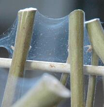 Técnica para la cosecha de cannabis