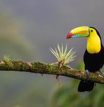 Costa Rica cannabis reform.