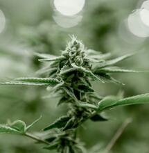 ¿Cómo producir marihuana barata de calidad?