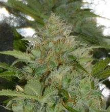 Auto Colorado Cookies. Report sulla coltivazione di Dutch Passion