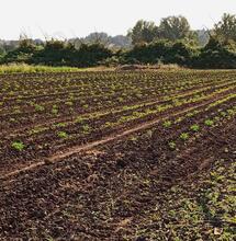 Konopie bogate w CBD - rzeczywistość daje kopa!