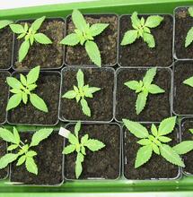 Cannabis: avvento delle pre-rollate