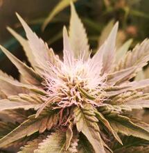 Cómo construir una lámpara de cultivo LED paso a paso