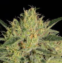 Análisis de terpenos: Sensi Star y Nebula II CBD