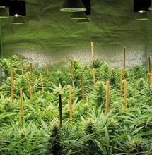 Cultivo con LED, ahorro en energía y mejora en calidad