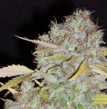 White Widow. Żywica na żywicy