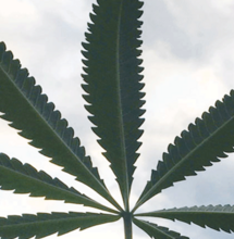 When to harvest outdoor cannabis plants