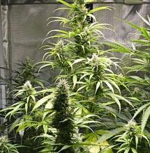 A beginners guide. Top tips on choosing genetics