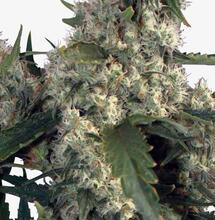 Las autoflorecientes más productivas de Buddha Seeds