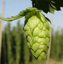 W świecie zapachów konopi