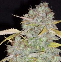 White Widow. Harz über Harz